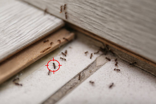 Best Wildlife Control Services  in Britton, SD