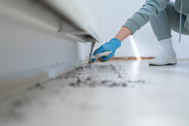 Flea Control Services in Britton, SD